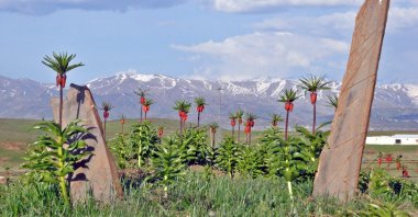 Reverse tulips have already bloomed in the plains of Yüksekova in Hakkari. (IHA Photo)