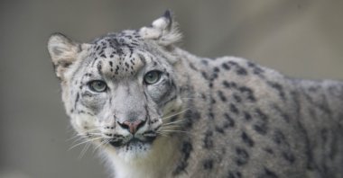 A female snow leopard explores her habitat at the Brookfield Zoo in Brookfield, Illinois, U.S., Oct. 7, 2015. (Getty Images/AFP Photo)