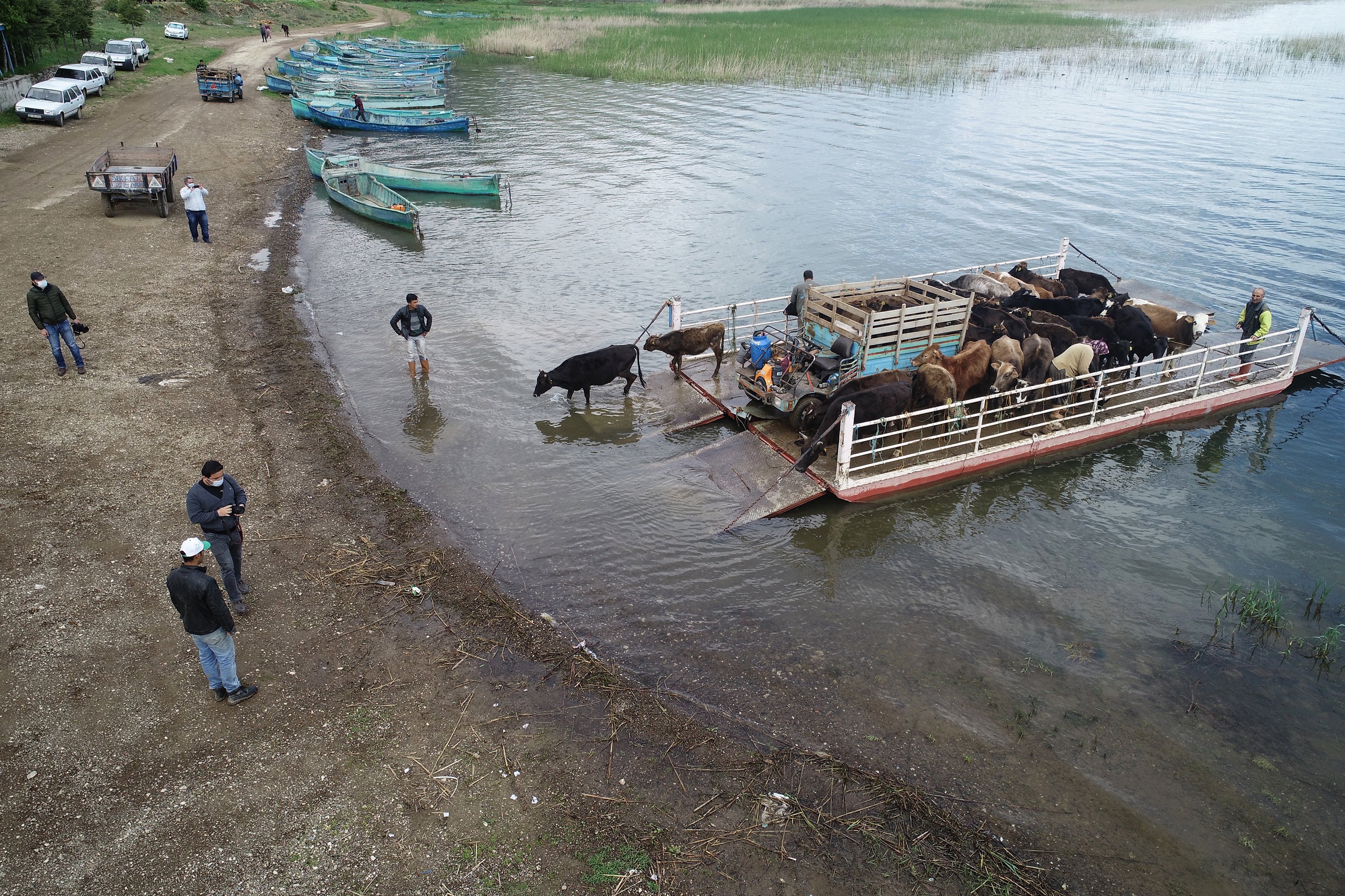 The livestock on the island also gets transported by boat between the mainland and the island to graze on pasture. (AA Photo)