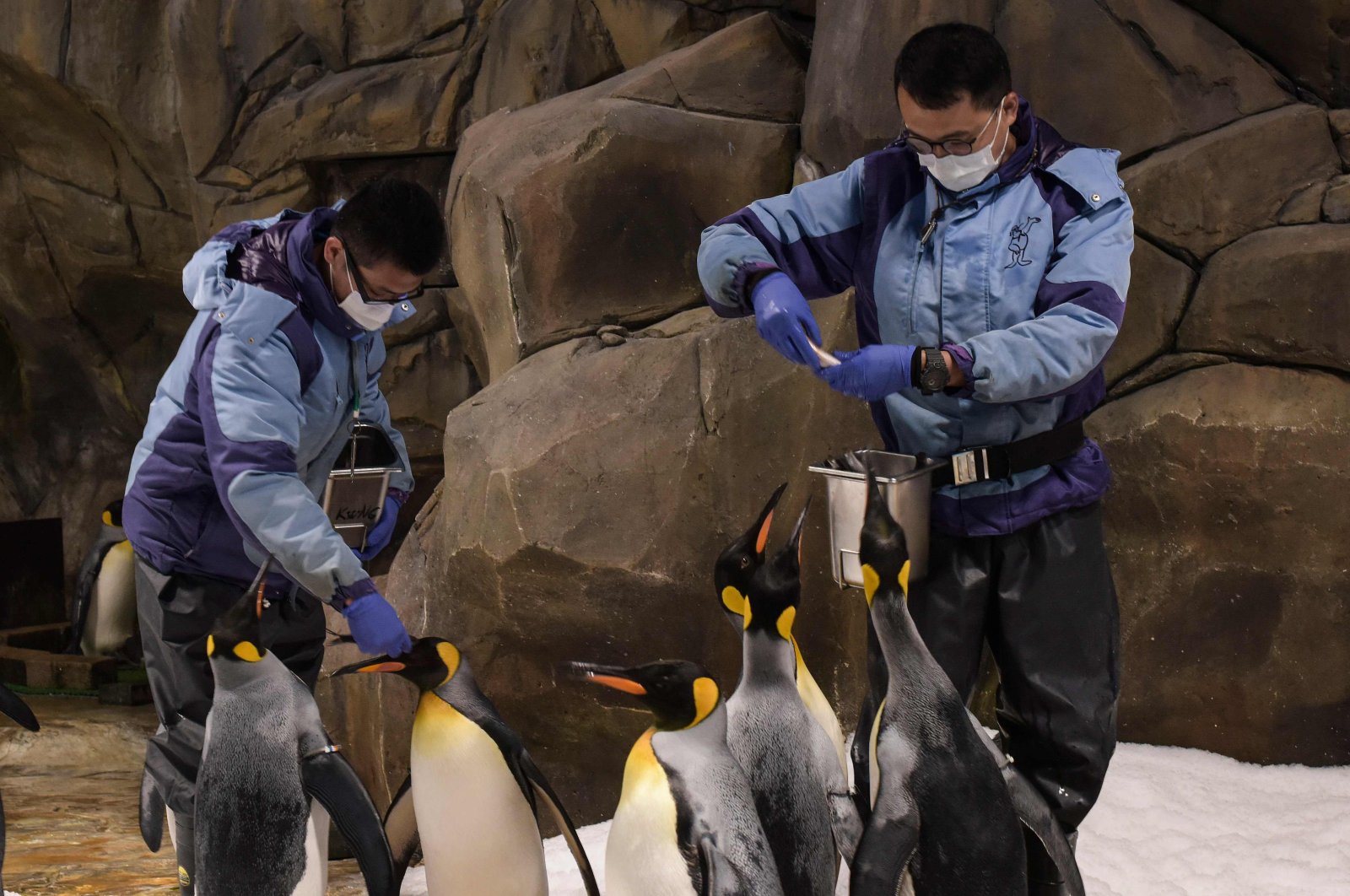 King penguins are fed in their enclosure at the Ocean Park theme park, which is currently closed due to the COVID-19 novel coronavirus, in Hong Kong, May 4, 2020. (AFP Photo)