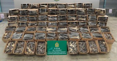 Seized sharks fins are displayed at a customs facility in Hong Kong on May 6, 2020. (AFP Photo)