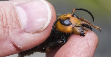 In this April 23, 2020, photo provided by the Washington State Department of Agriculture, a researcher holds a dead Asian giant hornet in Blaine, Wash. (AP Photo)