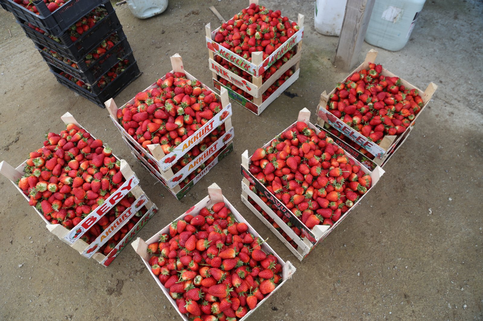 Strawberry production reached up to 1,000 tons annually in Ordu province in Turkey's Black Sea region, a region famous for hazelnut production, April 5, 2020. (AA Photo)