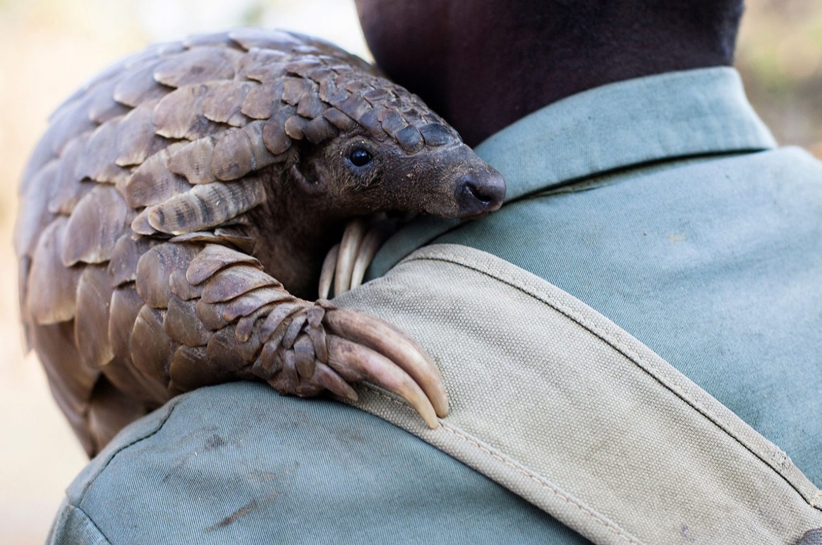 Zimbabwe game reserve guide Matius Mhambe holds "Marimba", a female pangolin weighing 10kgs that has been nine years in care at Wild Is Life animal sanctuary just outside the country's capital Harare, on September 22, 2016. (APF Photo)