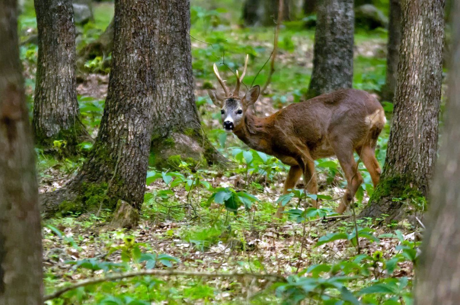 A fallow deer walks in the forest in their breeding ground, in Antalya, Turkey, May 7, 2020. (DHA Photo) 