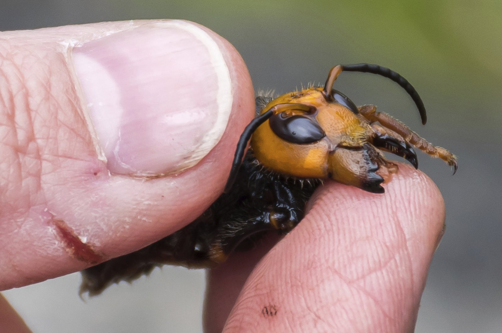 In this April 23, 2020, photo provided by the Washington State Department of Agriculture, a researcher holds a dead Asian giant hornet in Blaine, Wash. (AP Photo)