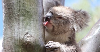 A female koala licks water off the smooth trunk of a eucalyptus tree after a rainfall in the You Yangs Regional Park, Victoria, Australia, May 4, 2020. (REUTERS Photo)