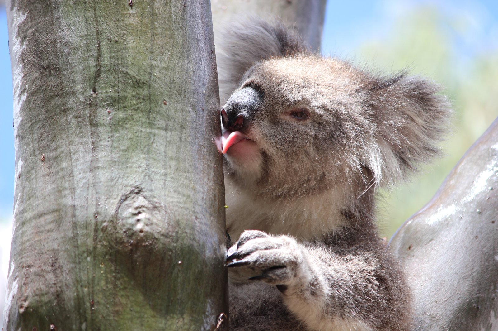 A female koala licks water off the smooth trunk of a eucalyptus tree after a rainfall in the You Yangs Regional Park, Victoria, Australia, May 4, 2020. (REUTERS Photo)