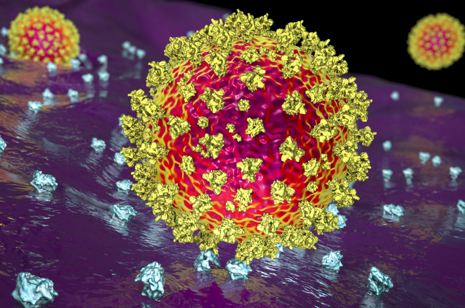 The illustration shows the SARS-CoV-2 virus binding to ACE2 receptors on a human cell at the initial stage of COVID-19 infection. (iStock Photo)