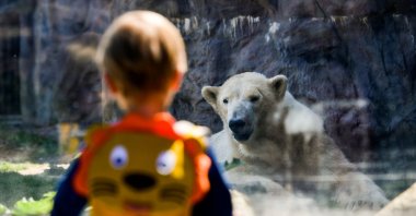 A child stands in front of a polar bear at the ZOOM Erlebniswelt Gelsenkirchen zoo, Gelsenkirchen, Germany, May 7, 2020. (AFP Photo)