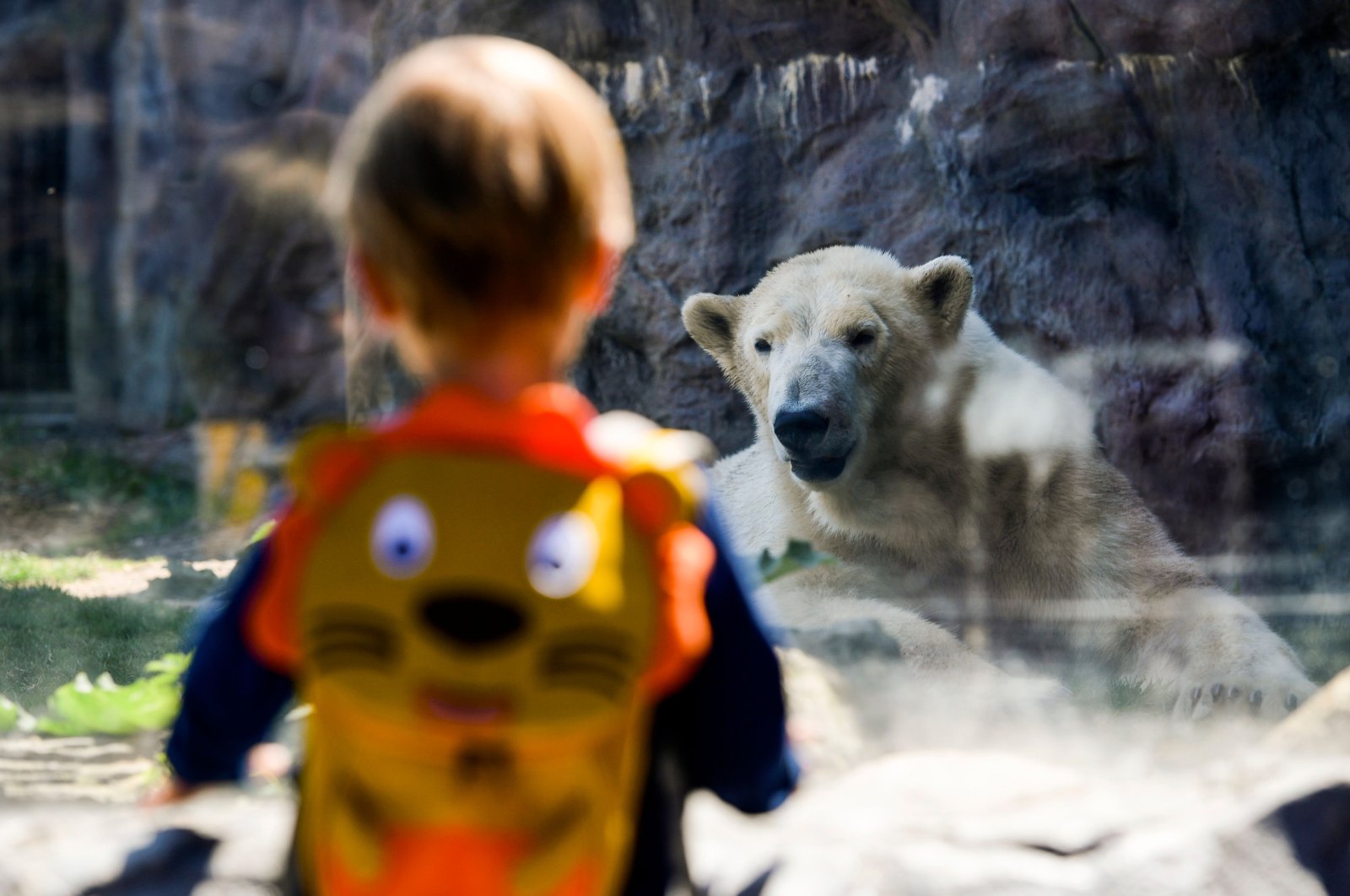 A child stands in front of a polar bear at the ZOOM Erlebniswelt Gelsenkirchen zoo, Gelsenkirchen, Germany, May 7, 2020. (AFP Photo)