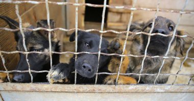 If you are serious about having a dog, visit your local animal shelter to save a life. (iStock Photo)