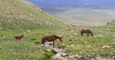 Yılkı horses graze the grassy plateaus of the Mercan Mountains in the Ovacık district of Tunceli province, Turkey, May 11, 2020. (AA Photo)