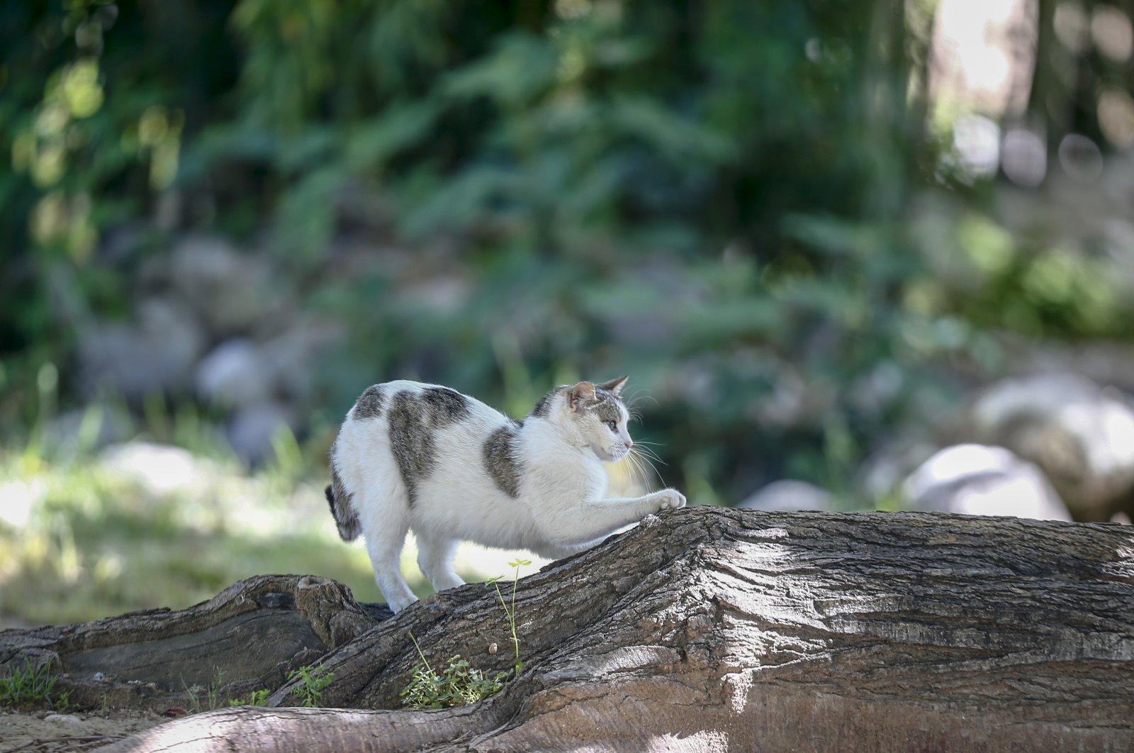 A cat seen in a park in Antalya, Turkey, May 11, 2020. (AA Photo)