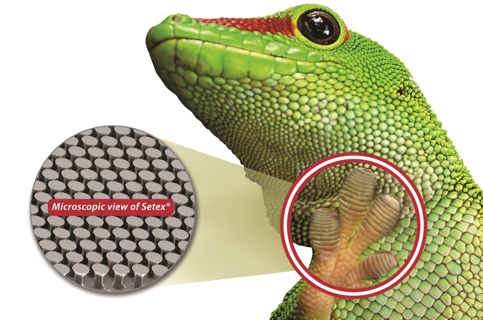 nanoGriptech is the first commercial manufacturer of gecko-inspired micro-structured dry adhesive ad surfaces for a wide range of applications.