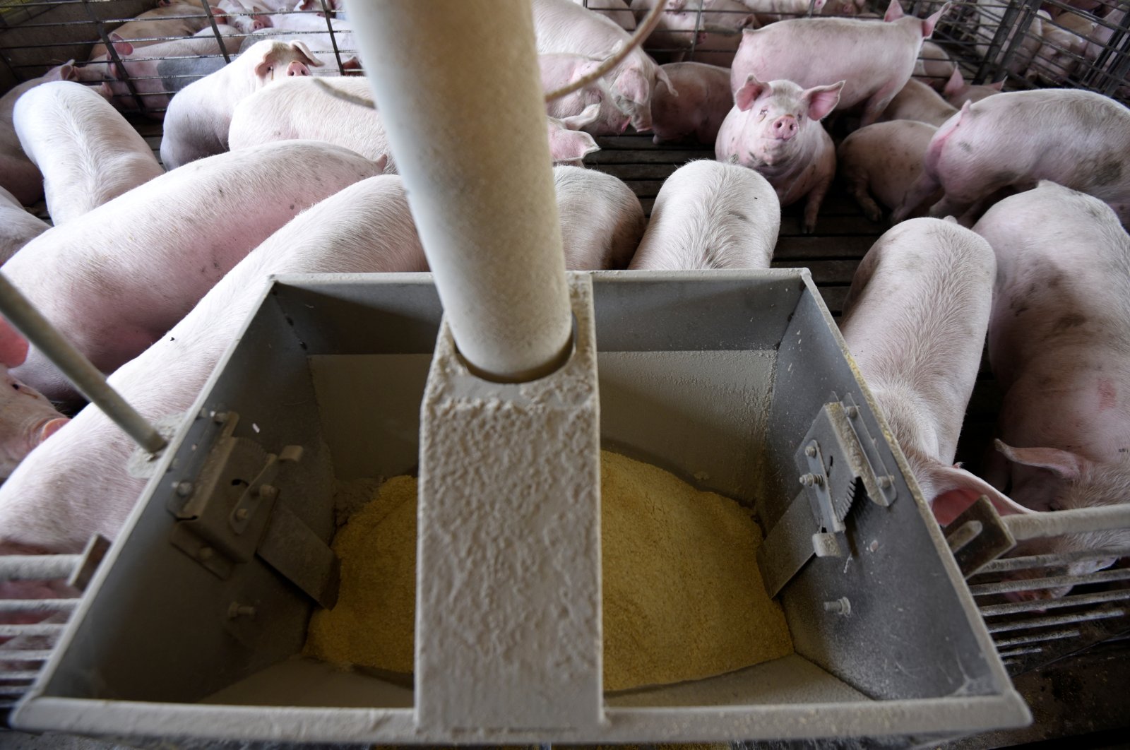 Hog farmer Mike Patterson's diet pig feed, which is part of his efforts to slow how quickly his animals fatten up, a necessity caused by coronavirus disease (COVID-19) related supply chain disruptions, seen in one of his barns in Kenyon, Minnesota, U.S., April 23, 2020. (Reuters Photo)