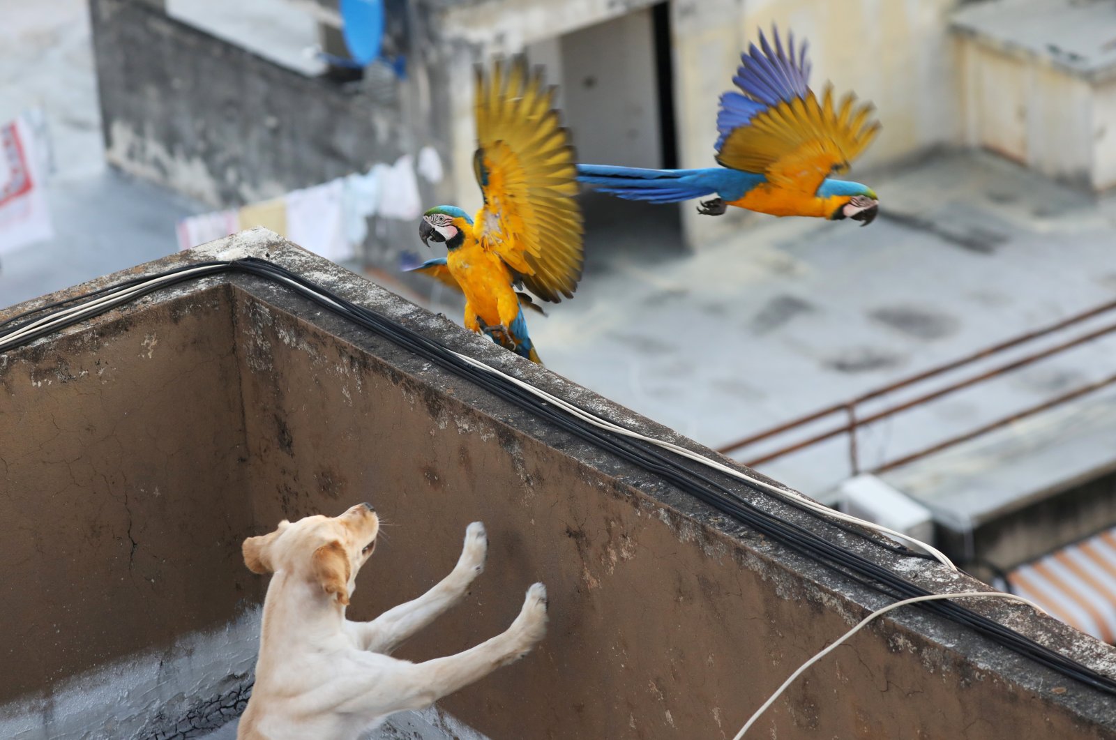 A dog reacts as macaws fly near a rooftop during a nationwide quarantine in Caracas, Venezuela due to the coronavirus outbreak that spread across the world, April 7, 2020. (Reuters Photo)