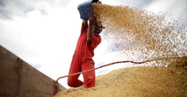A worker inspects soybeans during the soy harvest near the town of Campos Lindos, Brazil, Feb. 18, 2018. (Reuters Photo)