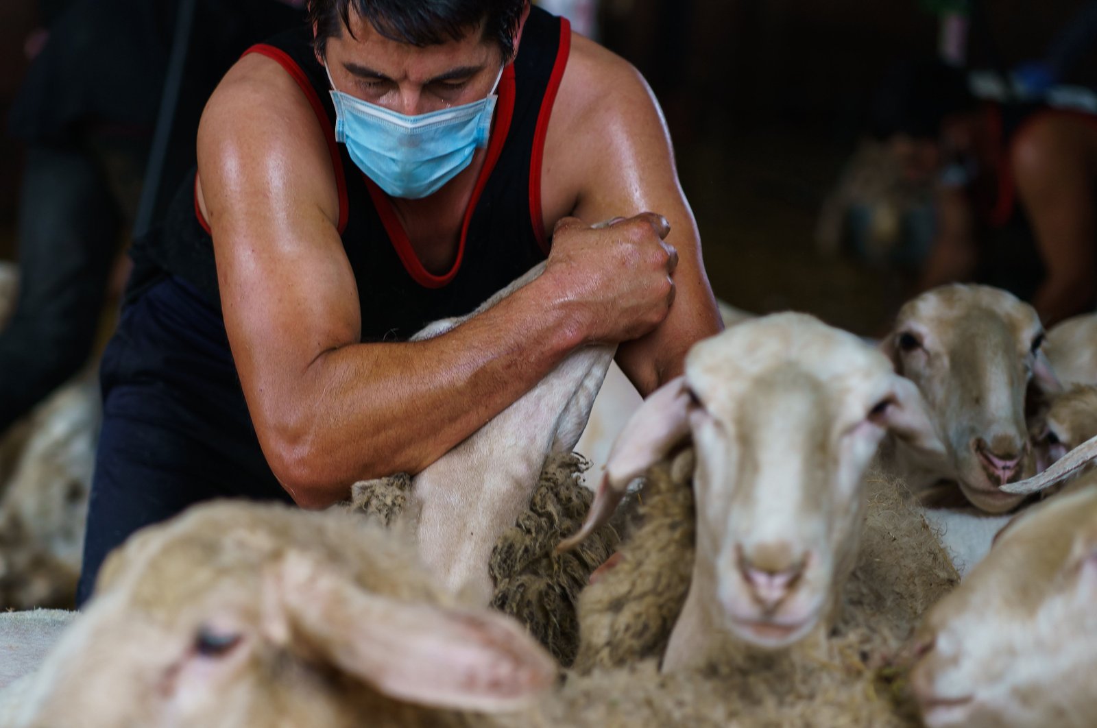 An Uruguayan sheep shearer works at a cattle farm in Leon province's Villabraz in northern Spain, May 15, 2020. (AFP Photo)