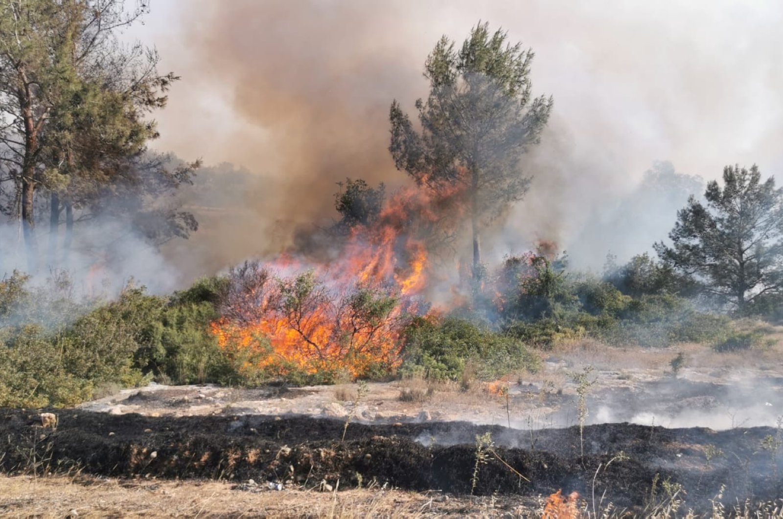 Wildfires burn trees in the Cypriot town of Girne, Turkish Republic of Northern Cyprus, May 17, 2020. (IHA Photo)