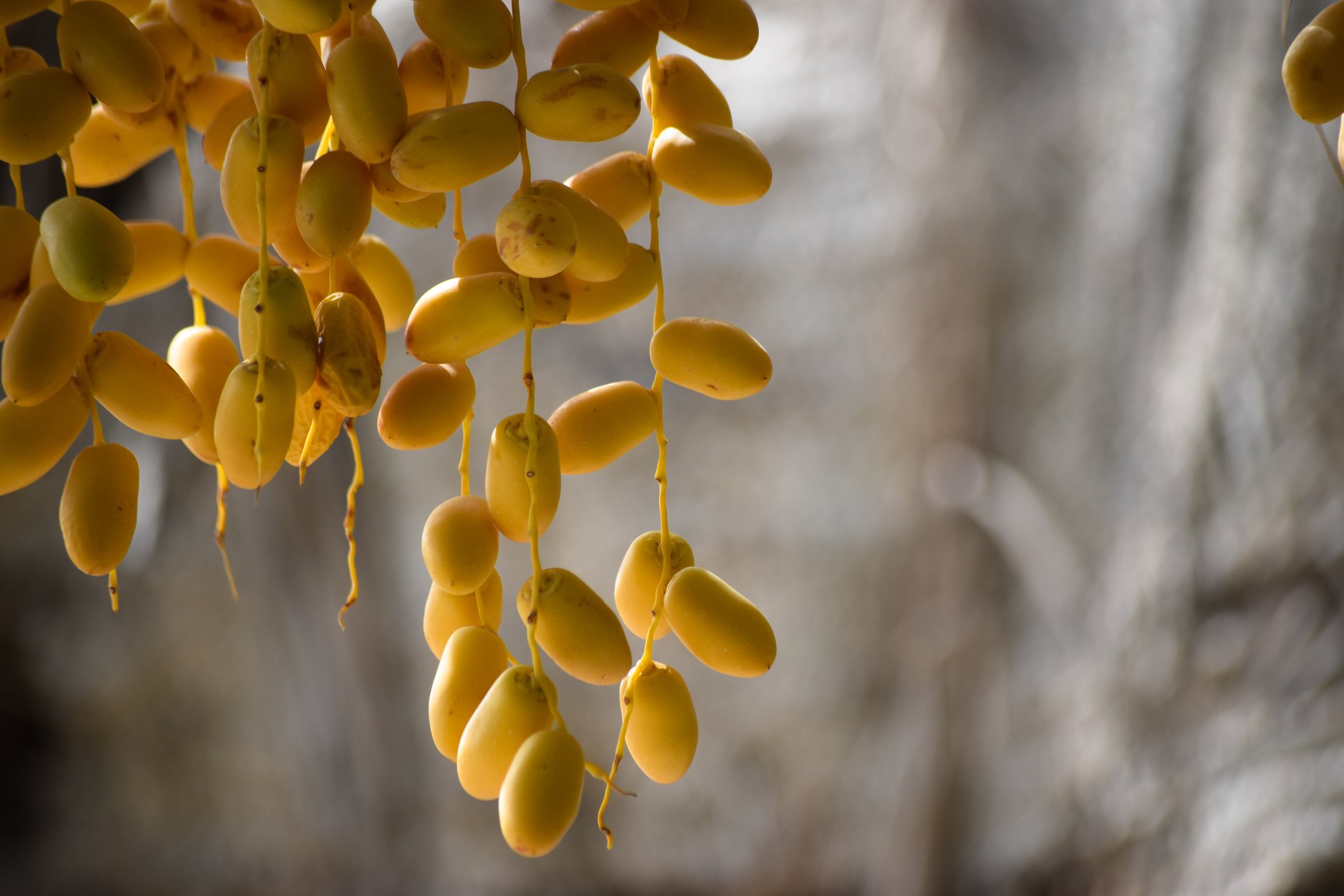 Fresh dates range in color from bright red to bright yellow. (iStock Photo)