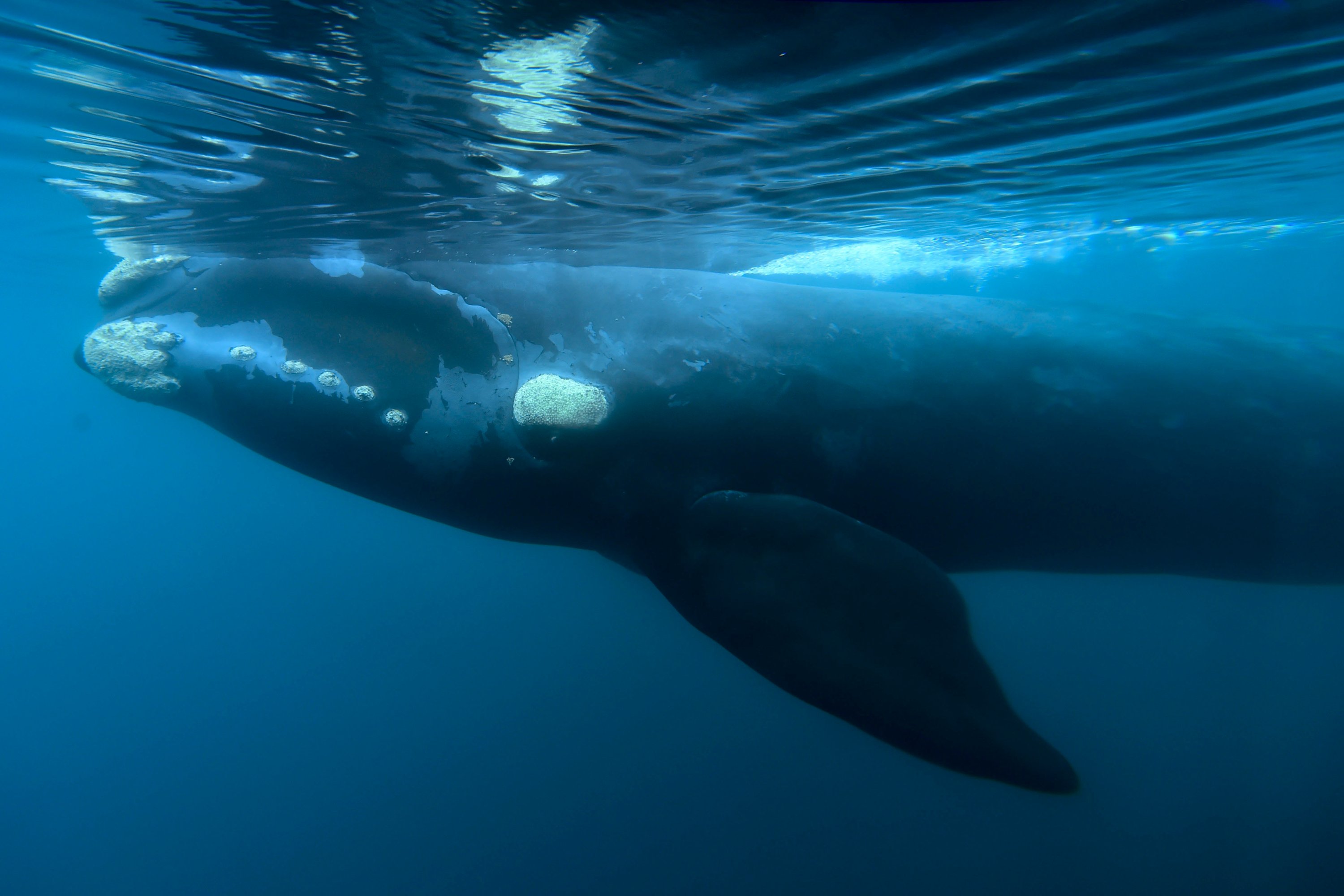 Australian man fined for freeing whale entangled in sea nets, despite ...
