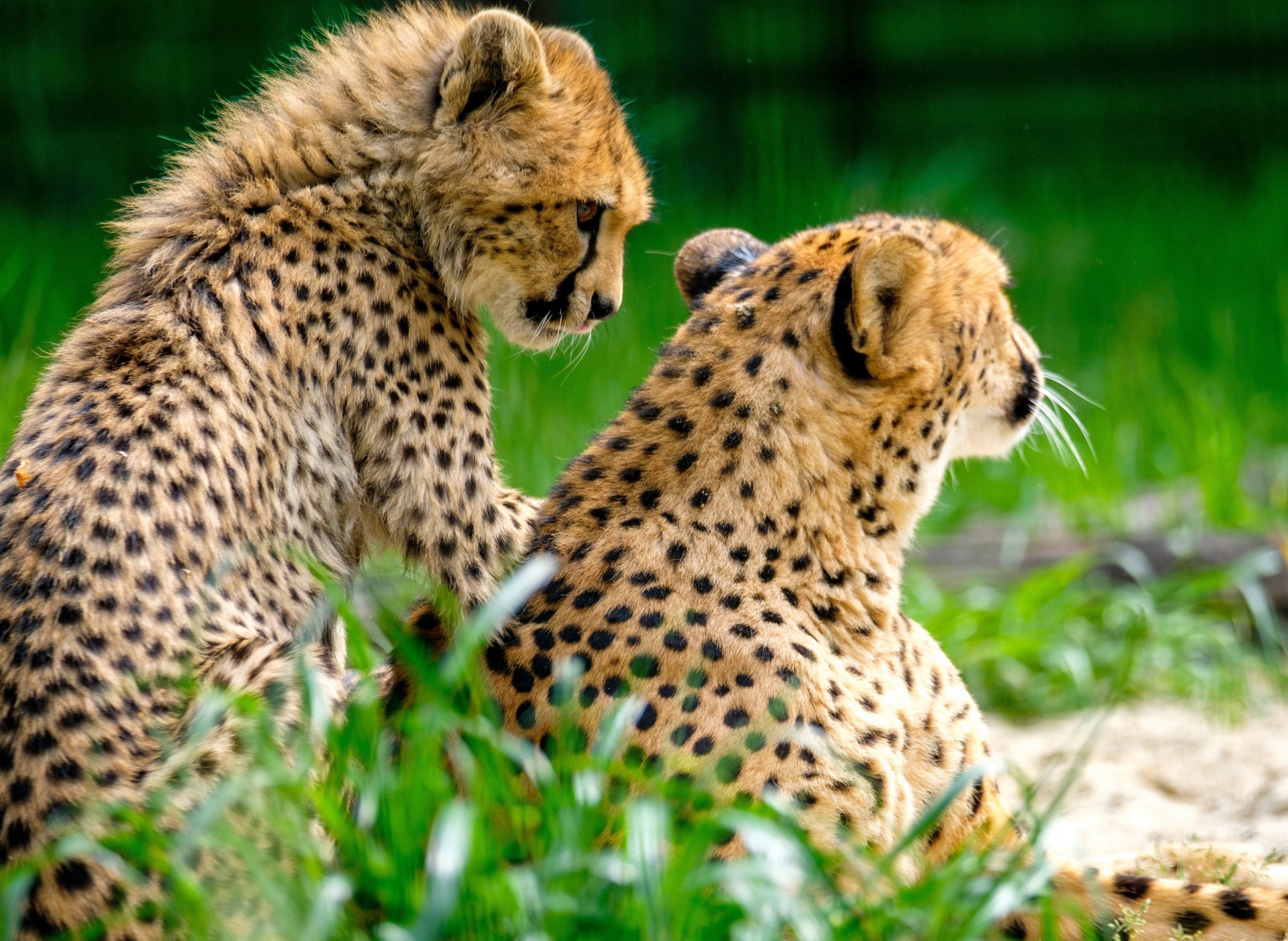 Endangered Saharan cheetah filmed 1st time in a decade in Algeria | Daily  Sabah