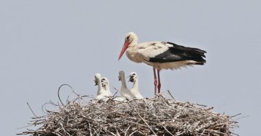 A white stork is seen with its young in Diyarbakır, Turkey, May 19, 2020. (DHA Photo)