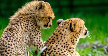 Young cheetahs (Acinonyx jubatus), born last year, enjoy for the first time their outdoor enclosure in Silesian Zoological Garden, Chorzow, Poland, May 13, 2020. (EPA Photo)