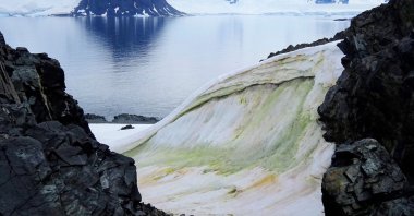 This handout picture taken in 2018 and released by the University of Cambridge shows multi-colored snow algae on Anchorage Island, in Antarctica, 2018. (AFP Photo)