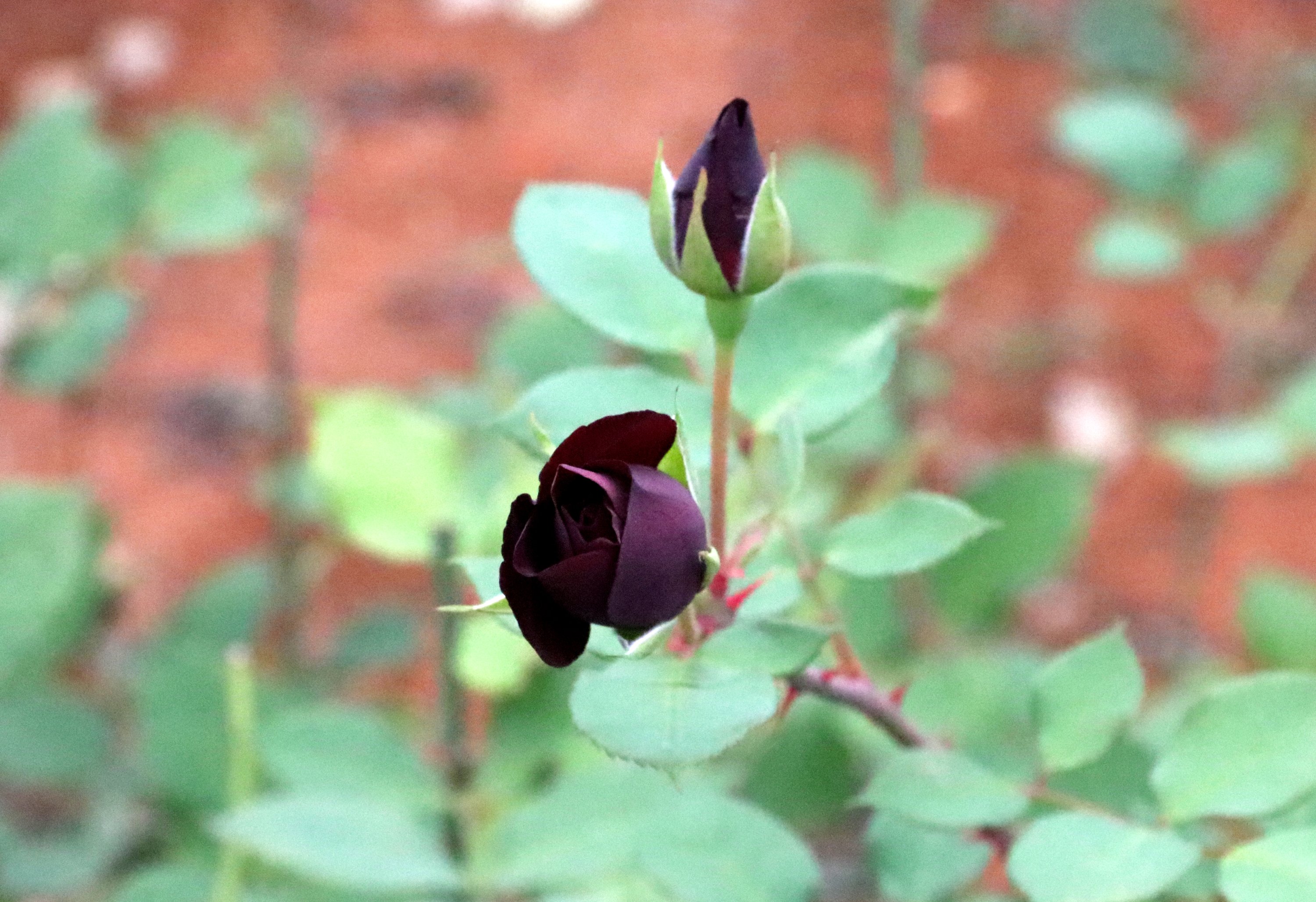 Harvest begins for rare 'black roses' of Halfeti, pearl of the