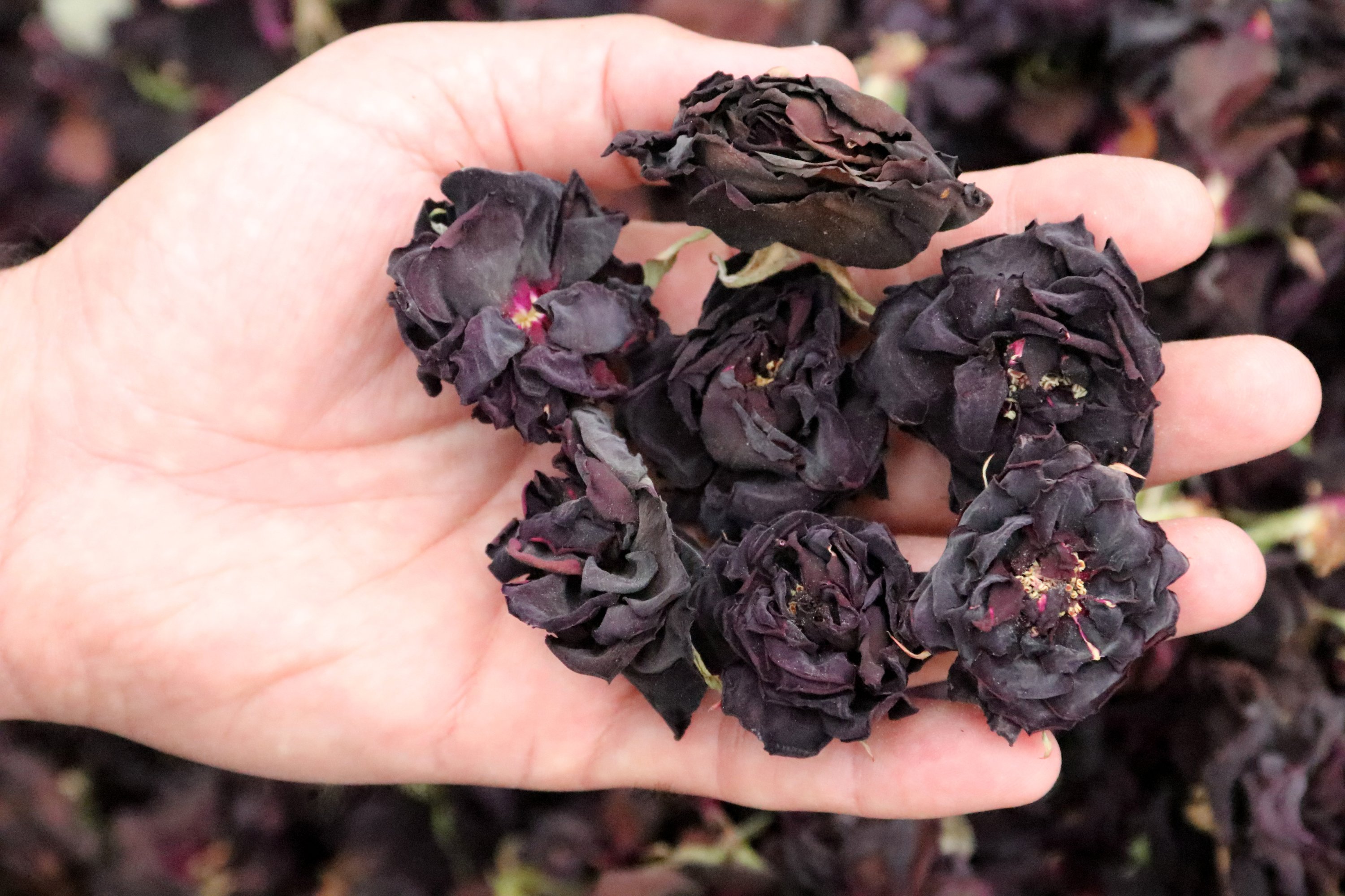 Harvest Begins For Rare Black Roses Of Halfeti Pearl Of The Euphrates Daily Sabah