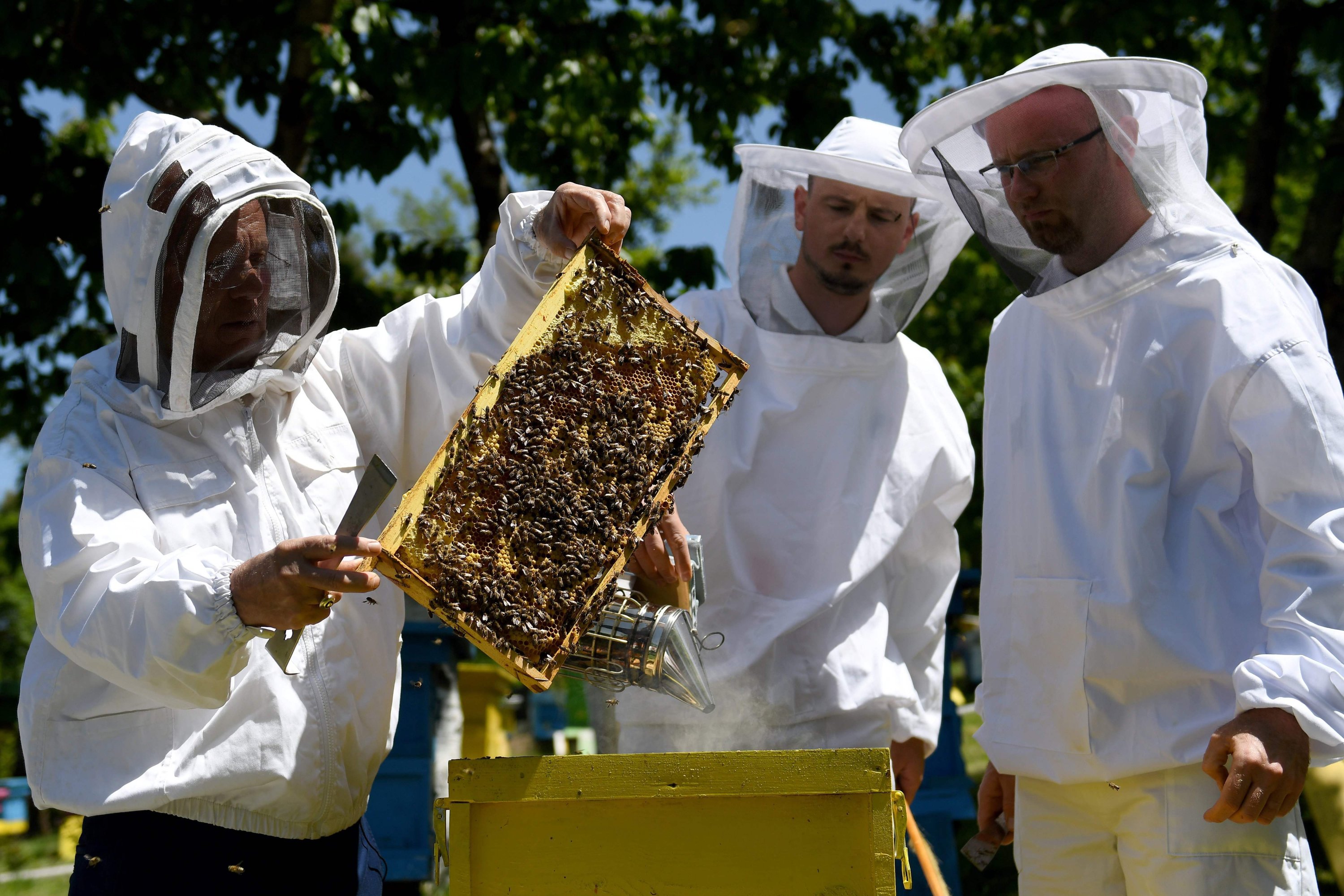 Busy bees: Lockdown gives Albanian beekeepers a 'golden year