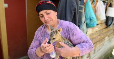 Nimet Dizdar feeds milk to a fawn in this undated photo taken at her home in Giresun, Turkey. (AA Photo) 