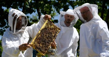 Beekeeper Gezim Skermo (L), handles a beehive's frame covered in bees at the Morava farm, in the village of Plasa, near the city of Korca, Albania on May 13, 2020. (AFP Photo)