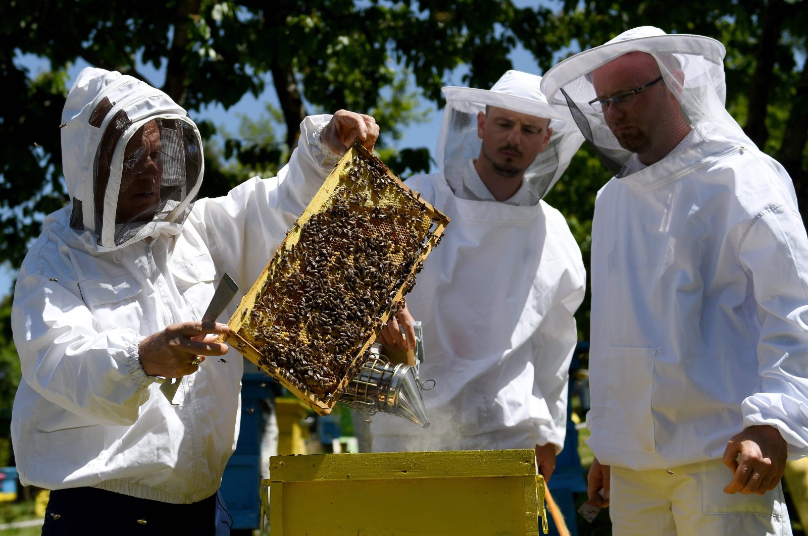 Beekeeper Gezim Skermo (L), handles a beehive's frame covered in bees at the Morava farm, in the village of Plasa, near the city of Korca, Albania on May 13, 2020. (AFP Photo)