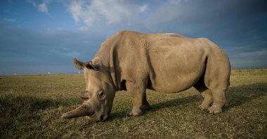 A northern white female rhino called Najin, 30, at the Ol Pejeta Conservancy, central Kenya, Aug. 21, 2019. (Ol Pejeta Conservancy / AFP Photo)