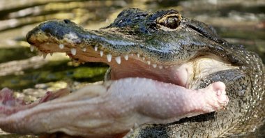 An alligator in an undated photo at the San Antonio Zoo, Texas, U.S. (AP Photo)