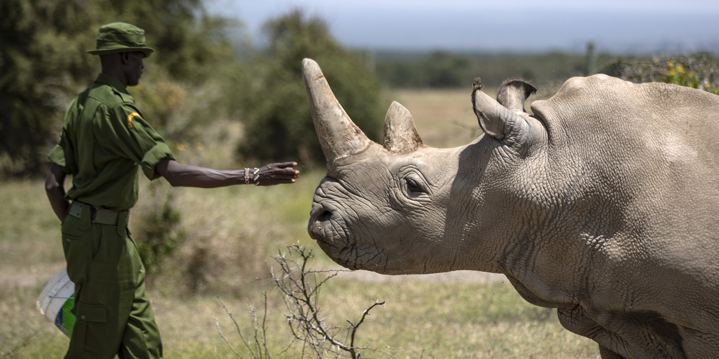 Virus stalls efforts to save rare rhino subspecies | Daily Sabah