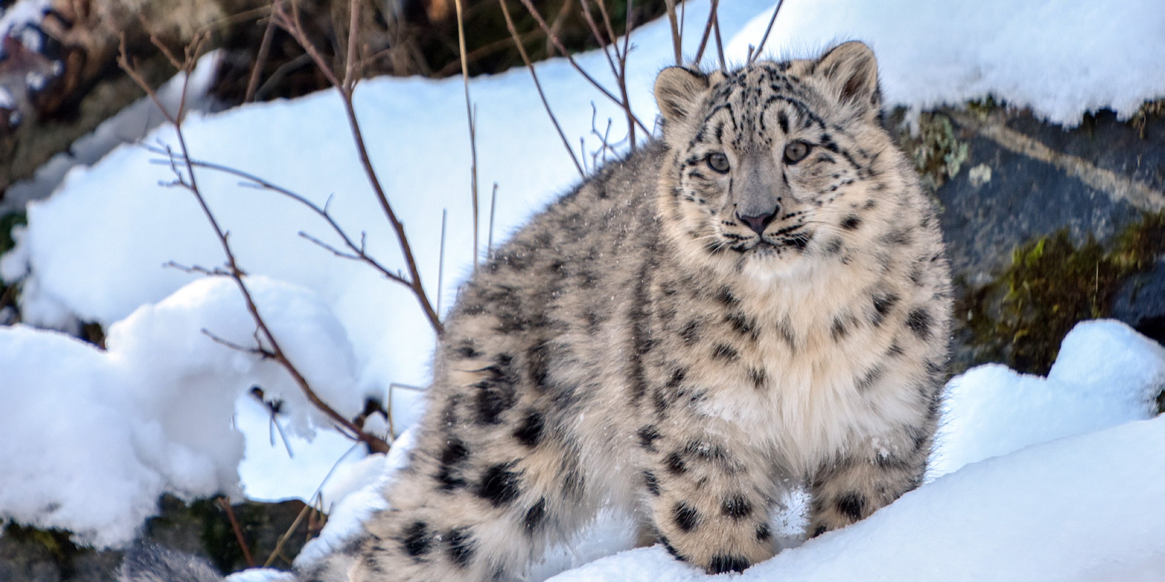Rare Snow Leopards Spotted Near Kazakhstan S Almaty Amid Covid 19 Lockdown Daily Sabah