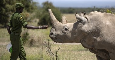 In this Friday, Aug. 23, 2019, file photo, a ranger reaches out toward female northern white rhino Najin, 30, one of the last two northern white rhinos on the planet, in her enclosure at Ol Pejeta Conservancy, Kenya. (AP File Photo)