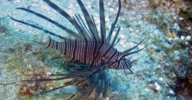 A lionfish is seen on the reefs off Roatan, Honduras in this picture taken on May 5, 2010. (Reuters Photo)