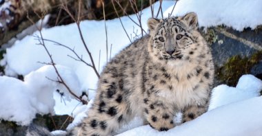 Leannain and Stardust, the 7-month-old snow leopard cubs at the Royal Zoological Society of Scotland’s Highland Wildlife Park, have been enjoying the winter weather at their home in Cairngorms National Park. (Reuters File Photo)
