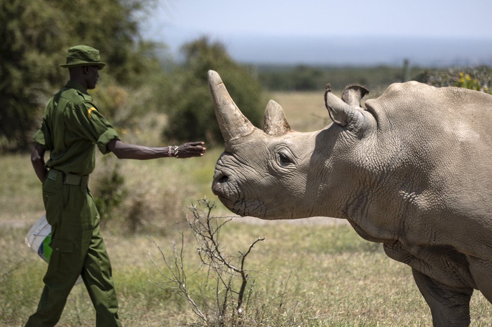 In this Friday, Aug. 23, 2019, file photo, a ranger reaches out toward female northern white rhino Najin, 30, one of the last two northern white rhinos on the planet, in her enclosure at Ol Pejeta Conservancy, Kenya. (AP File Photo)