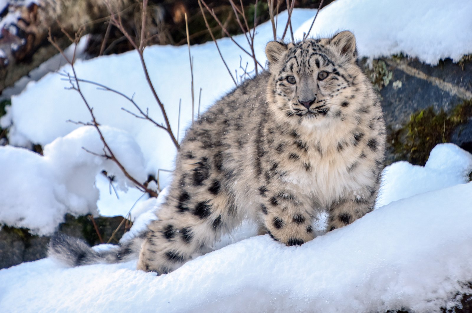 Leannain and Stardust, the 7-month-old snow leopard cubs at the Royal Zoological Society of Scotland’s Highland Wildlife Park, have been enjoying the winter weather at their home in Cairngorms National Park. (Reuters File Photo)

