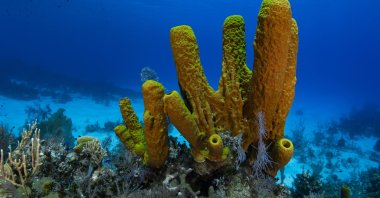 Yellow tube sponges (pictured) are filter feeders, which means that they eat plankton and bacteria and are not carnivores. (iStock Photo)