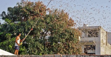 A resident tries to fend off swarms of locusts from a mango tree in a residential area of Jaipur in the Indian state of Rajasthan, May 25, 2020. (AFP Photo)