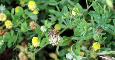 A bee forages inside a flower in a field in western Çanakkale province, May 20, 2020. (AFP Photo)