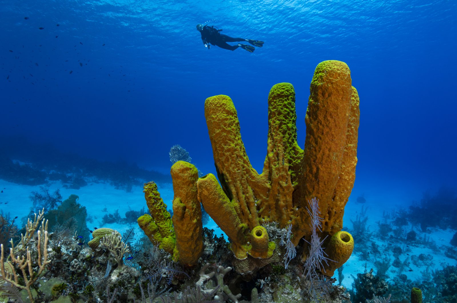 Yellow tube sponges (pictured) are filter feeders, which means that they eat plankton and bacteria and are not carnivores. (iStock Photo)