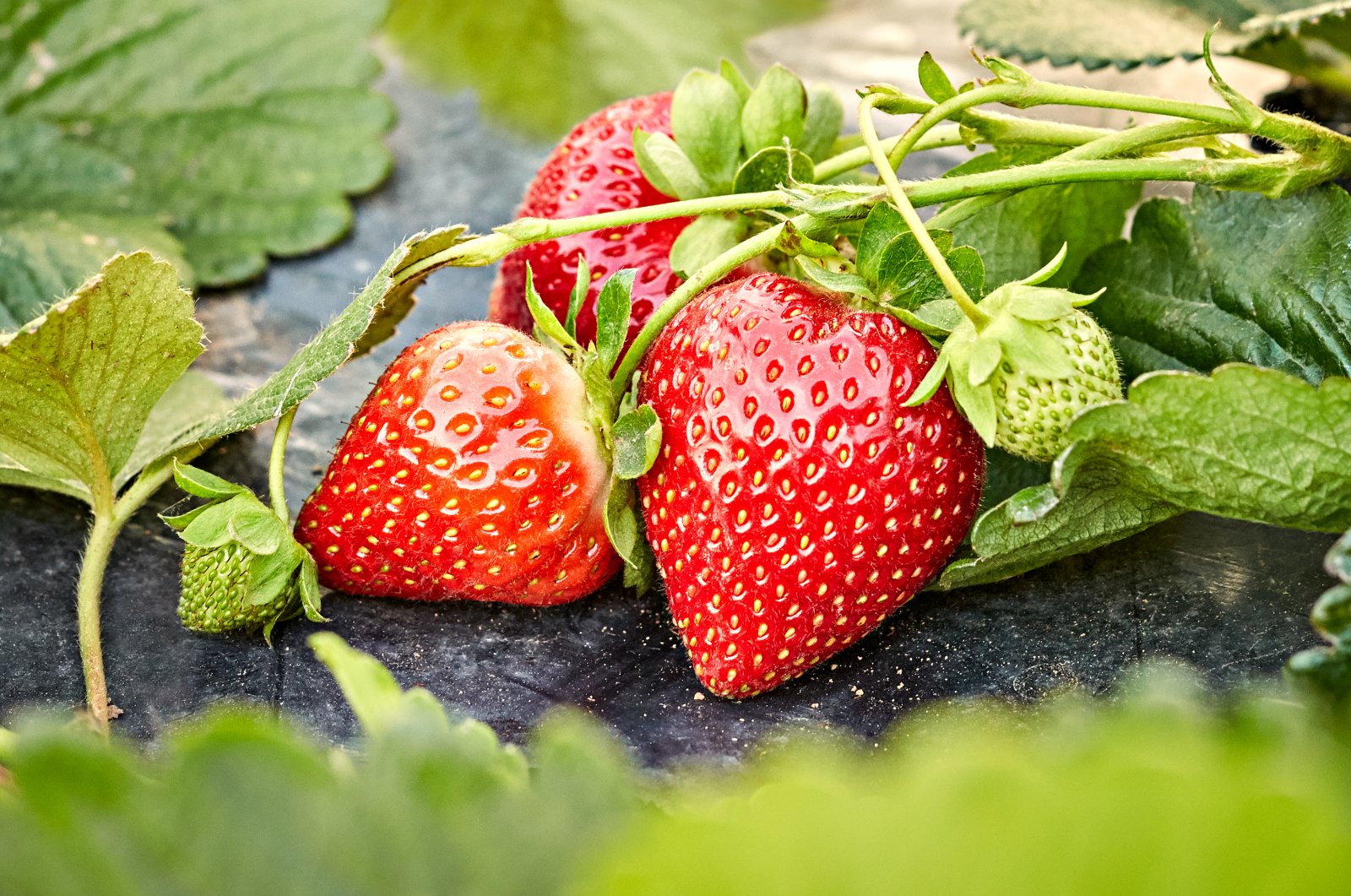 Bugs and worms can live in your strawberries, though it is rare. (iStock Photo)
